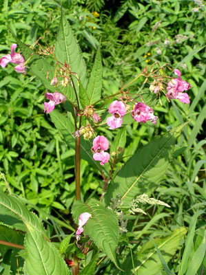 Drüsiges Springkraut, Impatiens gladulifera